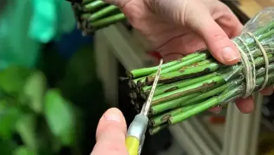 Ruční stříhání řezaných květinových stonků pro jejich čerstvost.