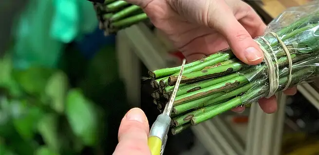 Ruční stříhání řezaných květinových stonků pro jejich čerstvost.