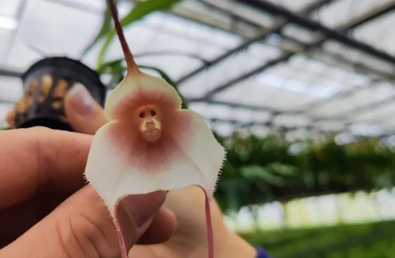 Bílá květina orchideje drakula s tváří opice v skleníku.