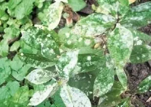 Powdery mildew on plant leaves