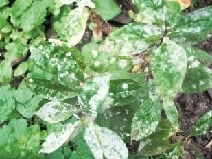 Powdery mildew on plant leaves