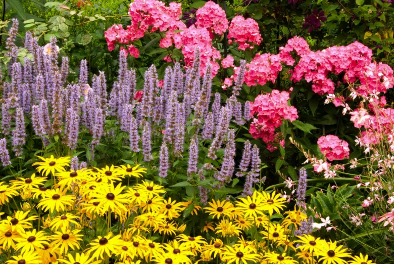 Rostliny pro stinné místo: fialová salvie, růžový flox, žlutá rudbeckia.