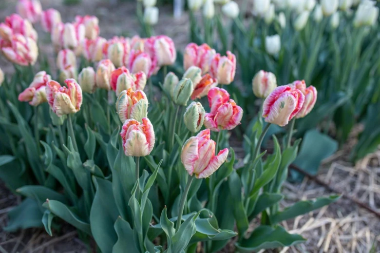 Rostoucí tulipány s růžovobílými květy na zahradním posteli.