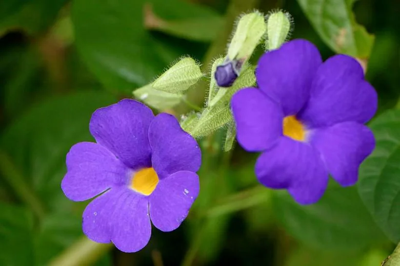 Thunbergia flowers