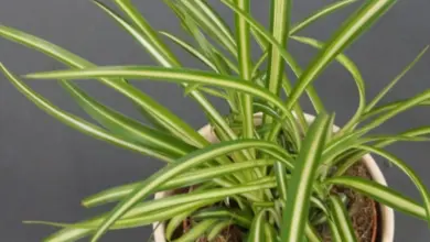 Zelená rostlina Chlorophytum v bílém květináči s tmavým pozadím.