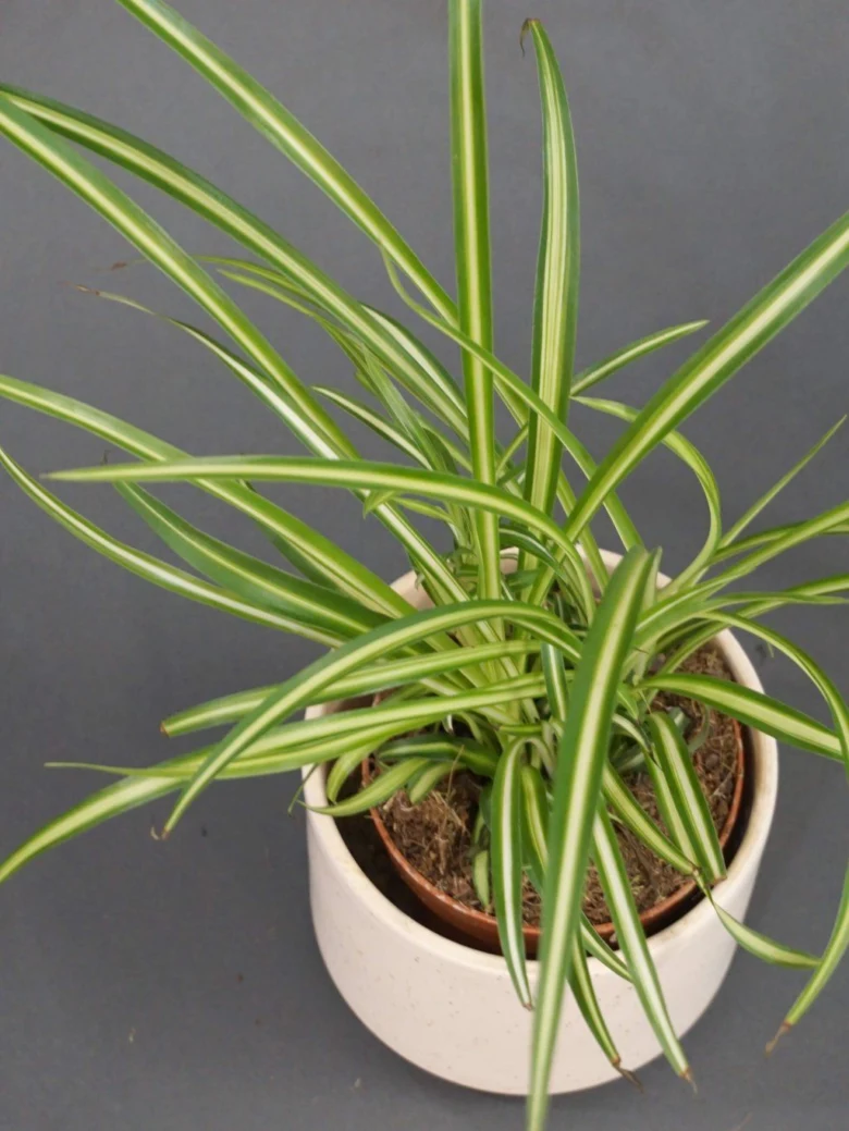 Zelená rostlina Chlorophytum v bílém květináči s tmavým pozadím.