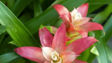 Rozkvetlá guzmania s růžovými květy a zelenými listy.