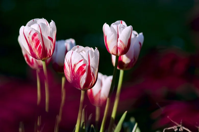 Bílé tulipány s červenými pruhy v zahradě na jaře.
