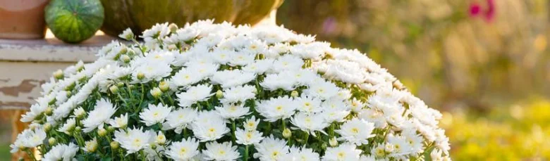 White korean chrysanthemum bush
