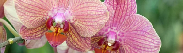 Růžové květy mini orchideje v plném rozkvětu.