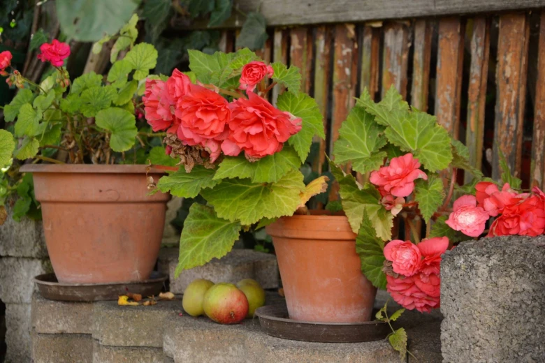 Begonie semperflorens v květináčech s růžovými květy na kamenné lavičce.
