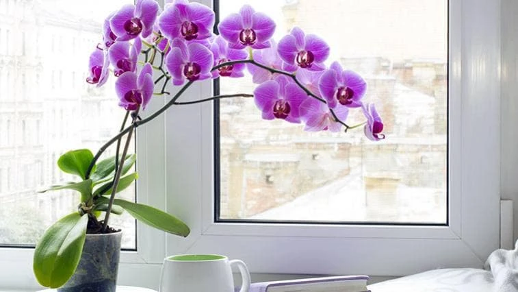 Fialová mini orchidej v květináči na parapetu u okna.