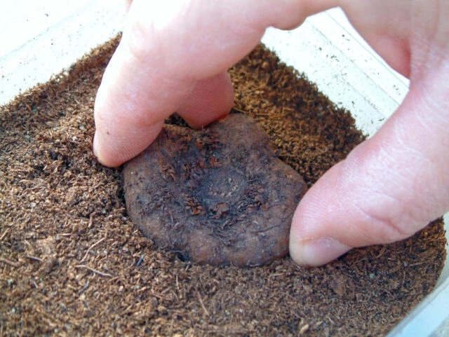 Begonia tuber planting