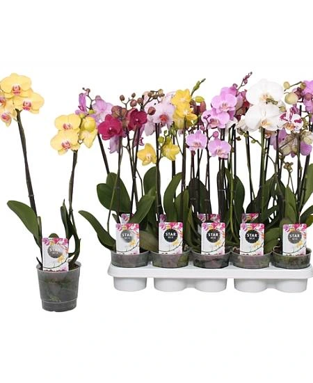 Potted orchids in tray and single pot
