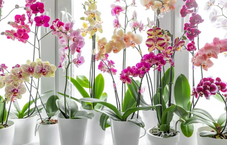 Mini orchideje v květináčech s barevnými květy na okenním parapetu.