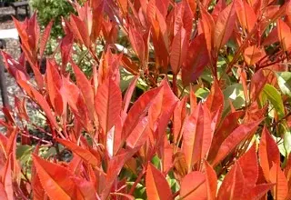 Fotografie červeného keře photinia fraseri s novými listy.