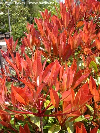 Fotografie červeného keře photinia fraseri s novými listy.