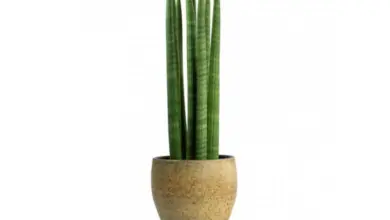 Sansevieria cylindrica rostlina v keramickém květináči na bílém pozadí.