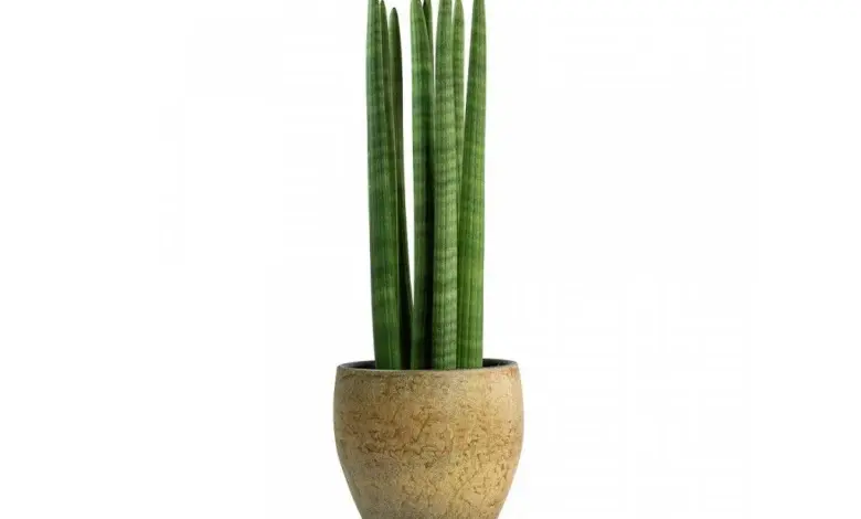 Sansevieria cylindrica rostlina v keramickém květináči na bílém pozadí.