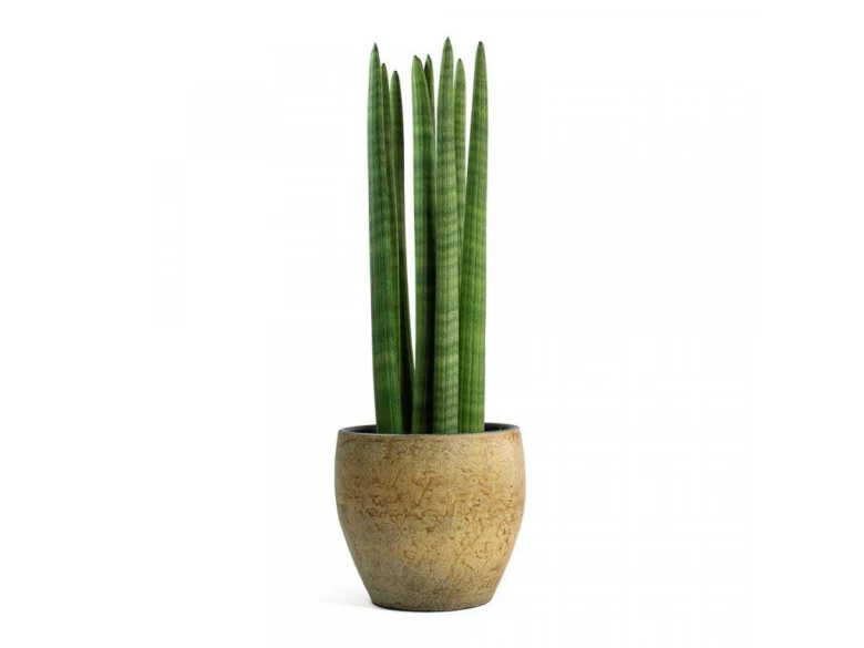 Sansevieria cylindrica rostlina v keramickém květináči na bílém pozadí.