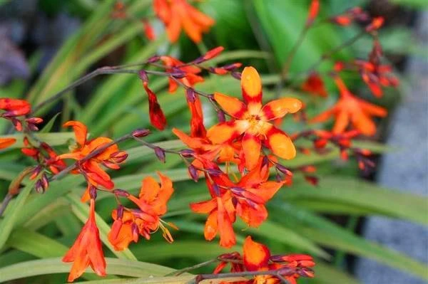 Jasné oranžové květy crocosmie rostoucí venku na zahradě.