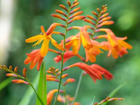 Jasně oranžové květy crocosmie rostou na zeleném stonku v zahradě.