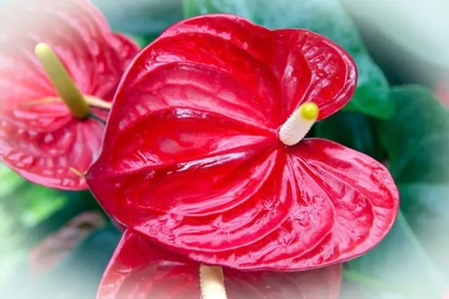 Jasné červené květy Anthurium v plném rozkvětu bez známek poškození.