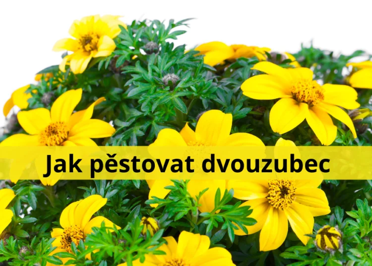 Yellow bidens flowers with green foliage