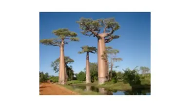 Skupina vysokých stromů baobab u vody na červené cestě.