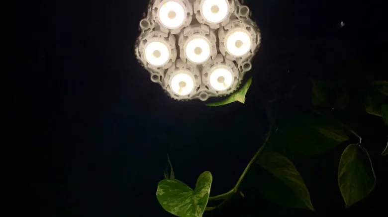 Led grow light on plant