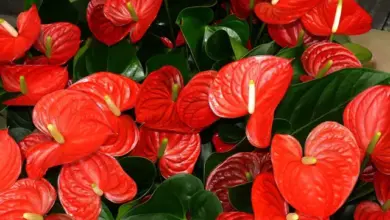 Jasné červené květy Anthurium s tmavozelenými listy.