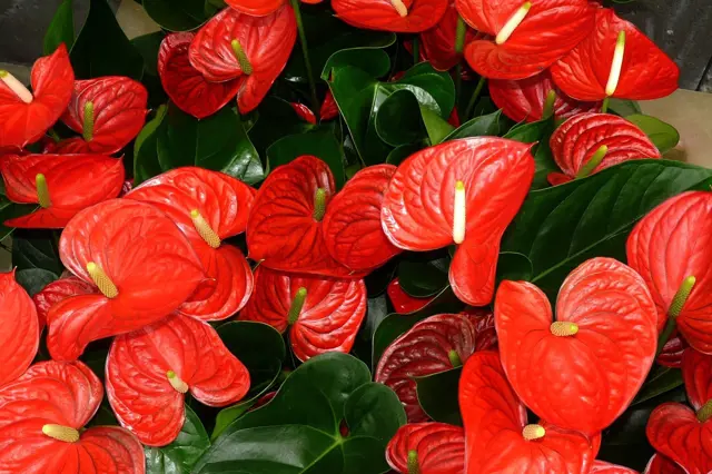 Jasné červené květy Anthurium s tmavozelenými listy.