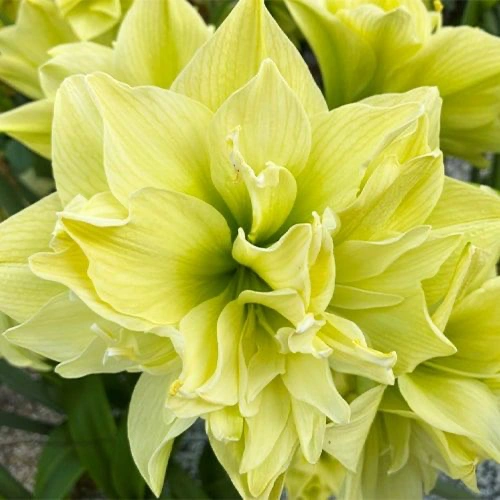 Žlutá květina amaryllis v plném rozkvětu s vrstvenými lístky.