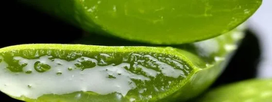 Čerstvý řez listu aloe s viditelnou průsvitnou gelem.