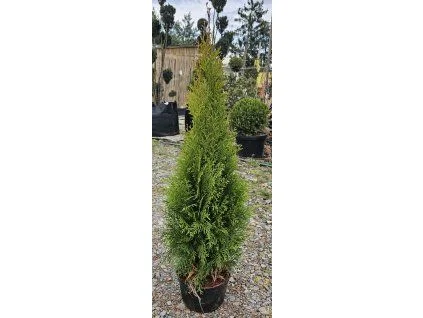 Vysoká thuja smaragd v květináč na štěrku.