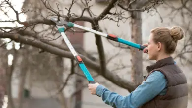 Žena řezá větev stromu zahradními nůžkami před zimou.