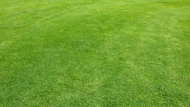 Zelená tráva na zahradě po sečení pro zdravý růst.