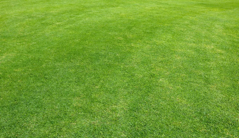 Zelená tráva na zahradě po sečení pro zdravý růst.