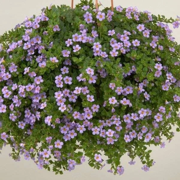 Bacopa ampelous s fialovými květy v závěsném koši.