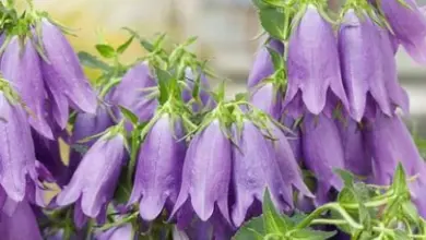 Fialové květy trvalky Campanula rostoucí na zelených stoncích.