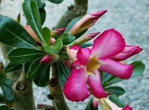 Rost adenium s květy růžové barvy a zelenými listy.