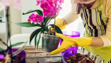 Osoba v žlutých rukavicích péče o fialovou orchidei při přesazování.