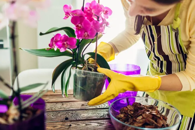 Osoba v žlutých rukavicích péče o fialovou orchidei při přesazování.