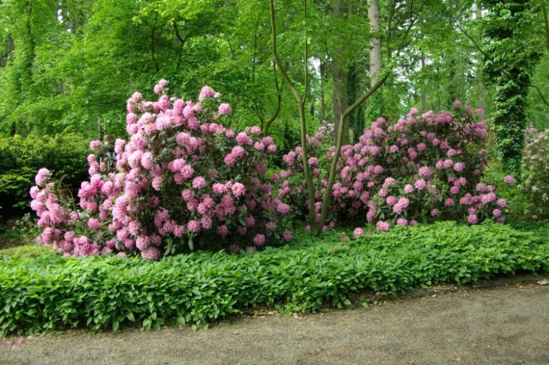 Rozkvetlé růžové rododendrony v zahradě s listovím.