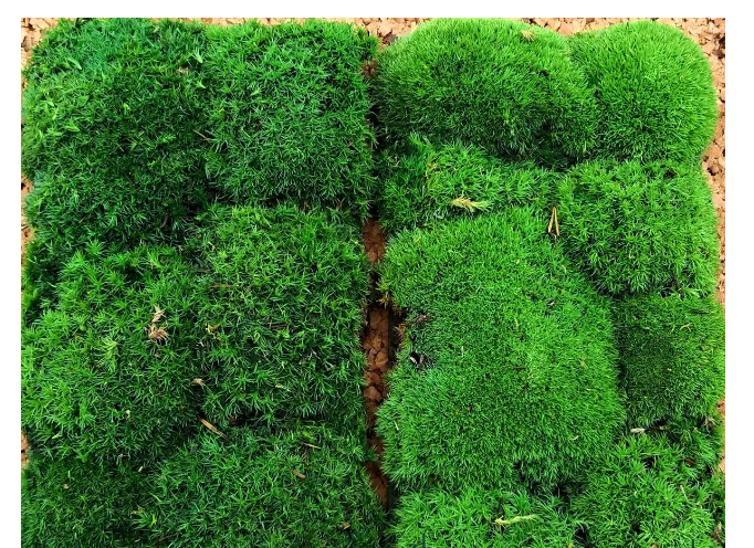 Moss patches on soil