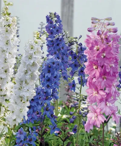Květy delphinium v bílé, modré a růžové barvě rostou společně.