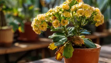 Kalanchoe s měkkými listy v květináči na dřevěné desce.