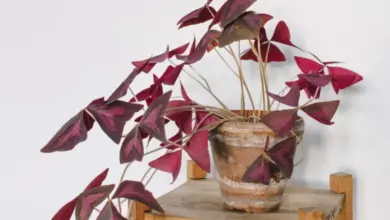 Oxalis rostlina v hrnci na dřevěném stojanu.