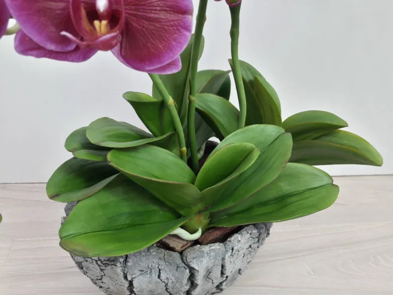 Orchidea s fialovými květy a praskajícími listy v hrnci.