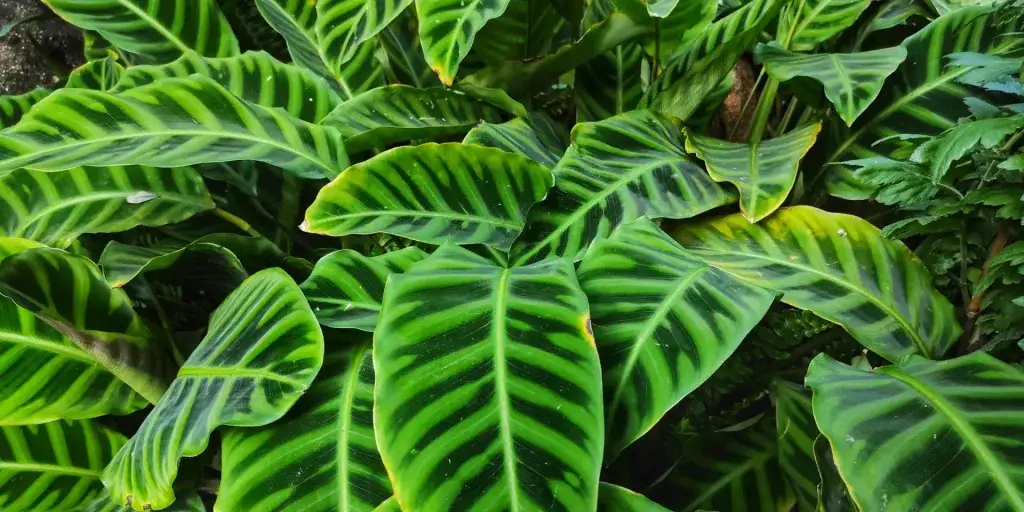 Zelené listy rostliny calathea s tmavými pruhy a žilkami.